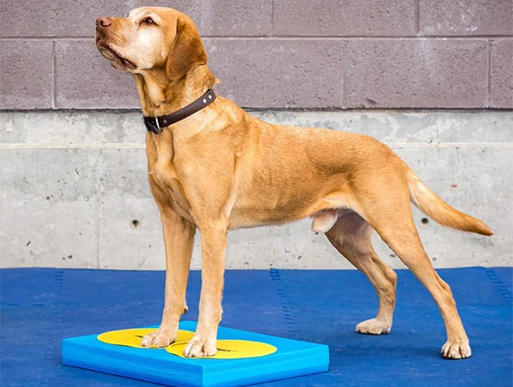 FitPaws targetid (4tk) - Image 2