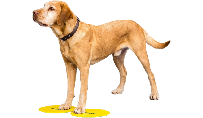 FitPaws targetid (4tk) - Image 3