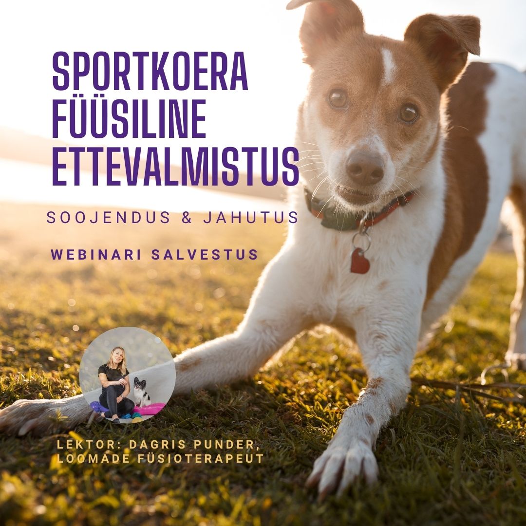 Sportkoera ettevalmistus: soojendus ja jahutus (webinari salvestus)